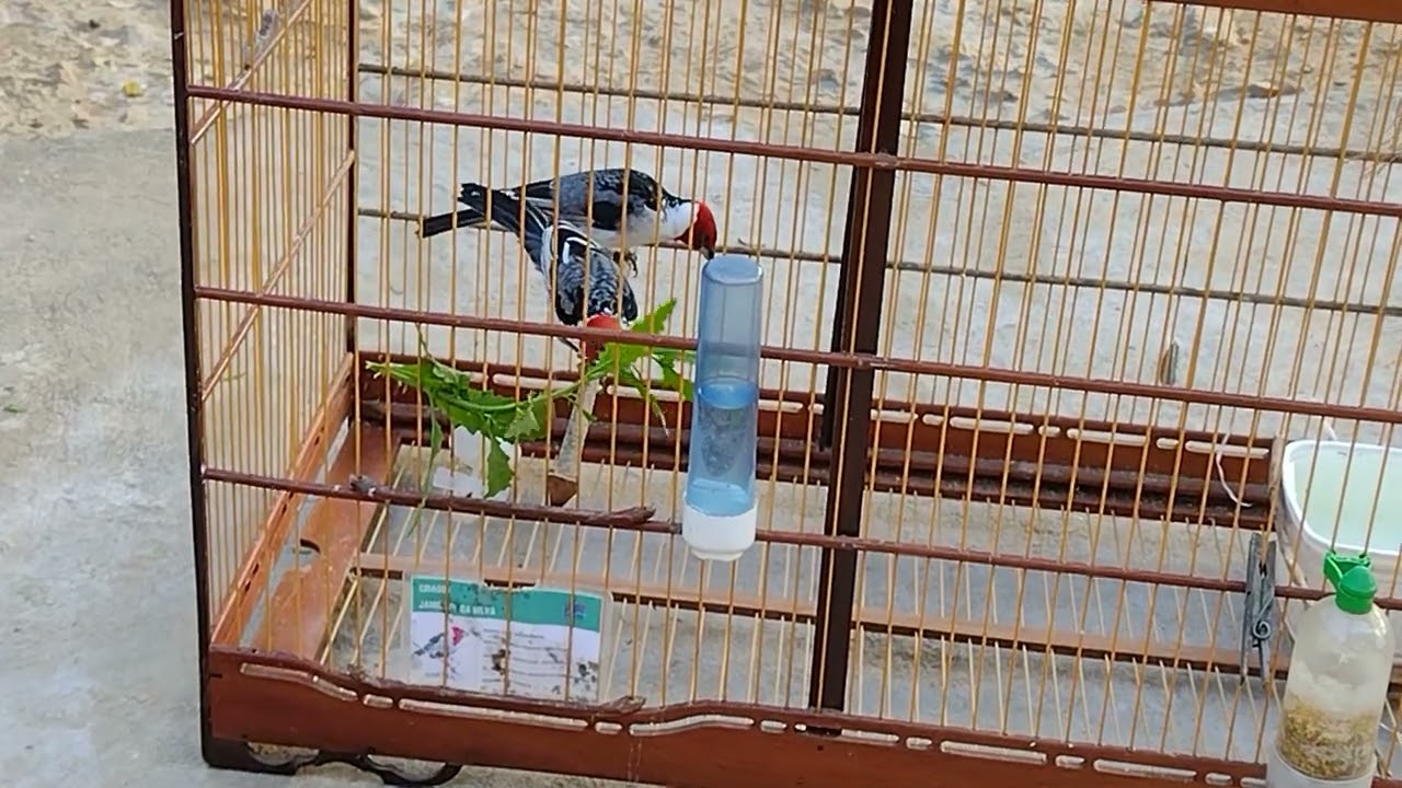 manejo para reprodução de galo de campina em cativeiro, passado por um amigo q já tira filhotes.