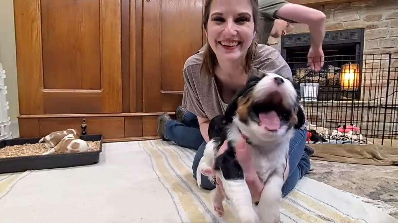 Cavalier Puppy Livestream: Brunch & Playtime Out on the Floor