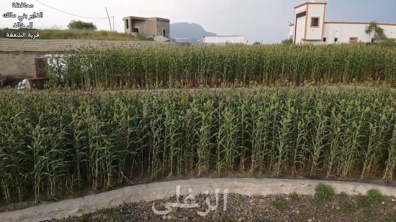 مناظر من بني مالك ( قرية الشعفة )