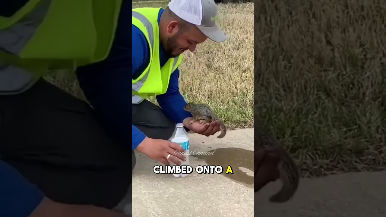 Construction workers give water to dehydrated squirrels | Animal rescue #shorts