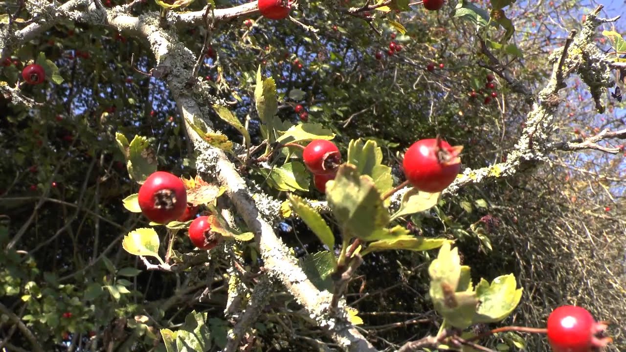 Niederstetten von oben