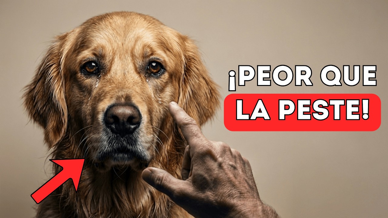 ¡DETENTE AHORA! 16 Cosas que ESTÁS HACIENDO MAL con tu Perro y no lo sabías (Urgente)