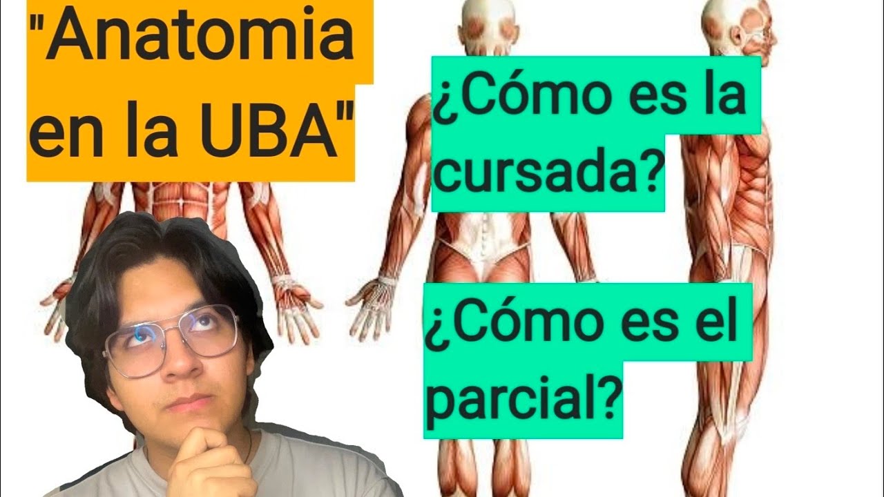 Así es Anatomía en la UBA | Cursada, Parcial, Experiencias y más 😁