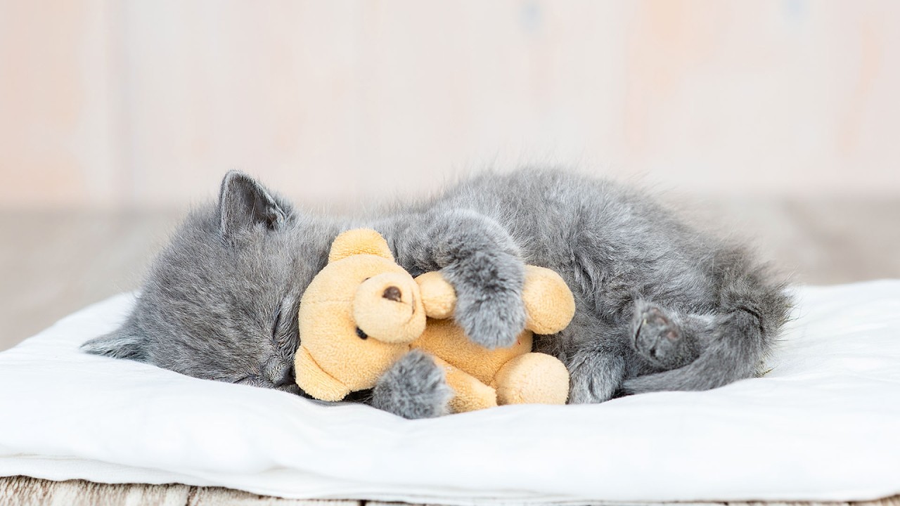 Comfortable Sleep Music for Cats - The Best Lullaby for Cats, Sweet Cat Music - Stay Asleep Longer