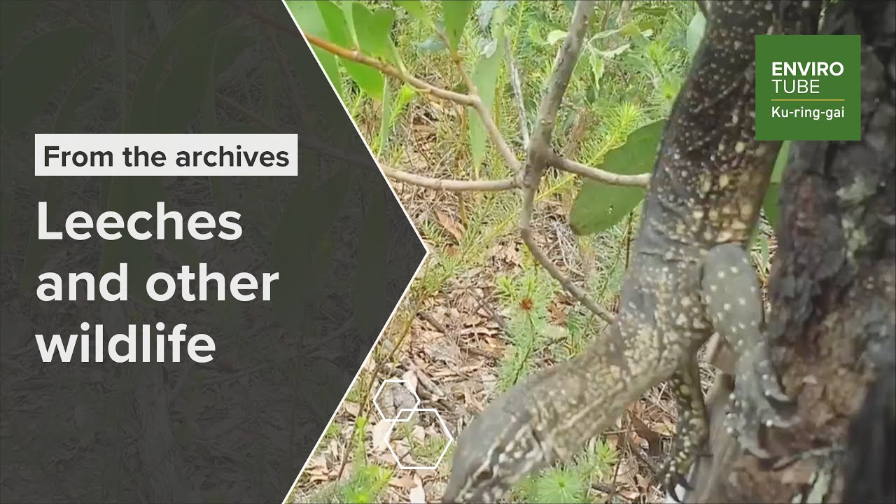 Leeches and other wildlife
