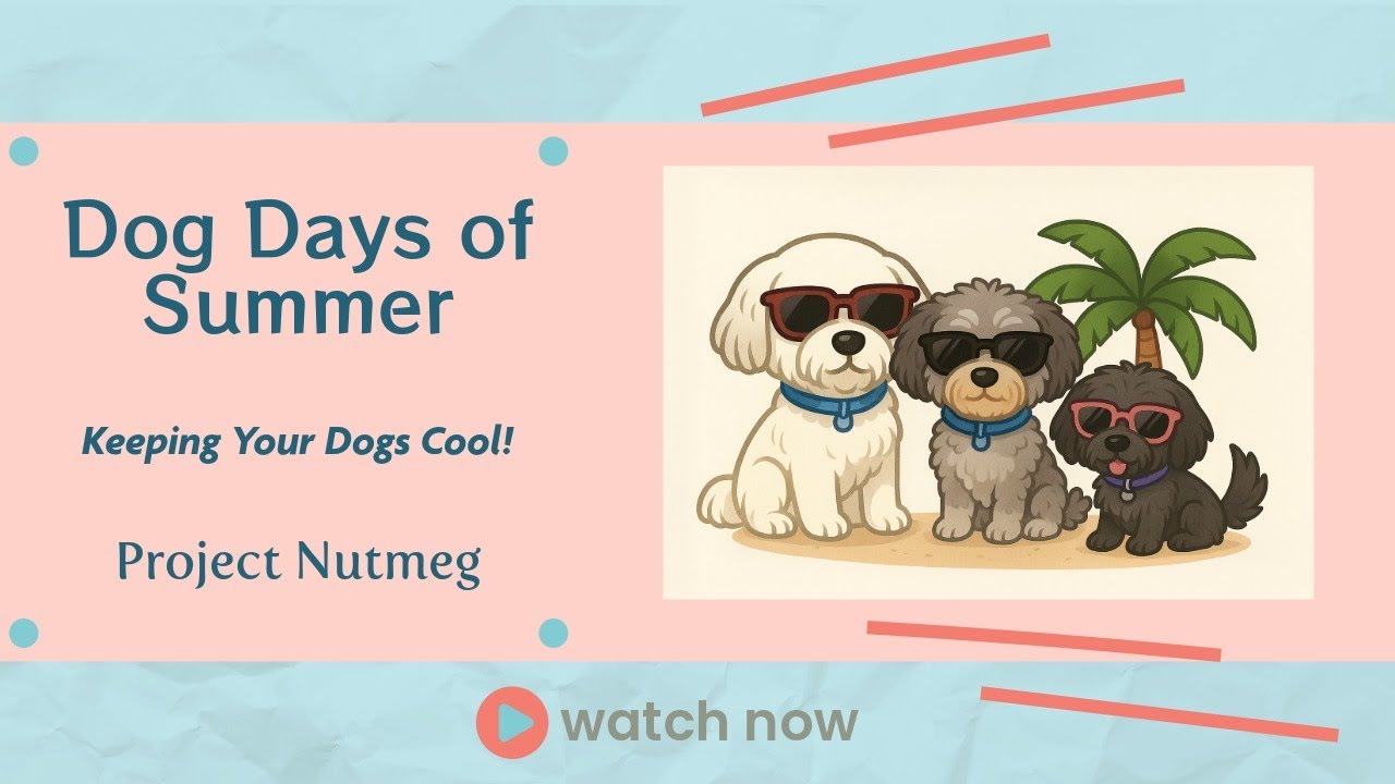Project Nutmeg: Keeping Your Dogs Cool in the Dog Days of Summer