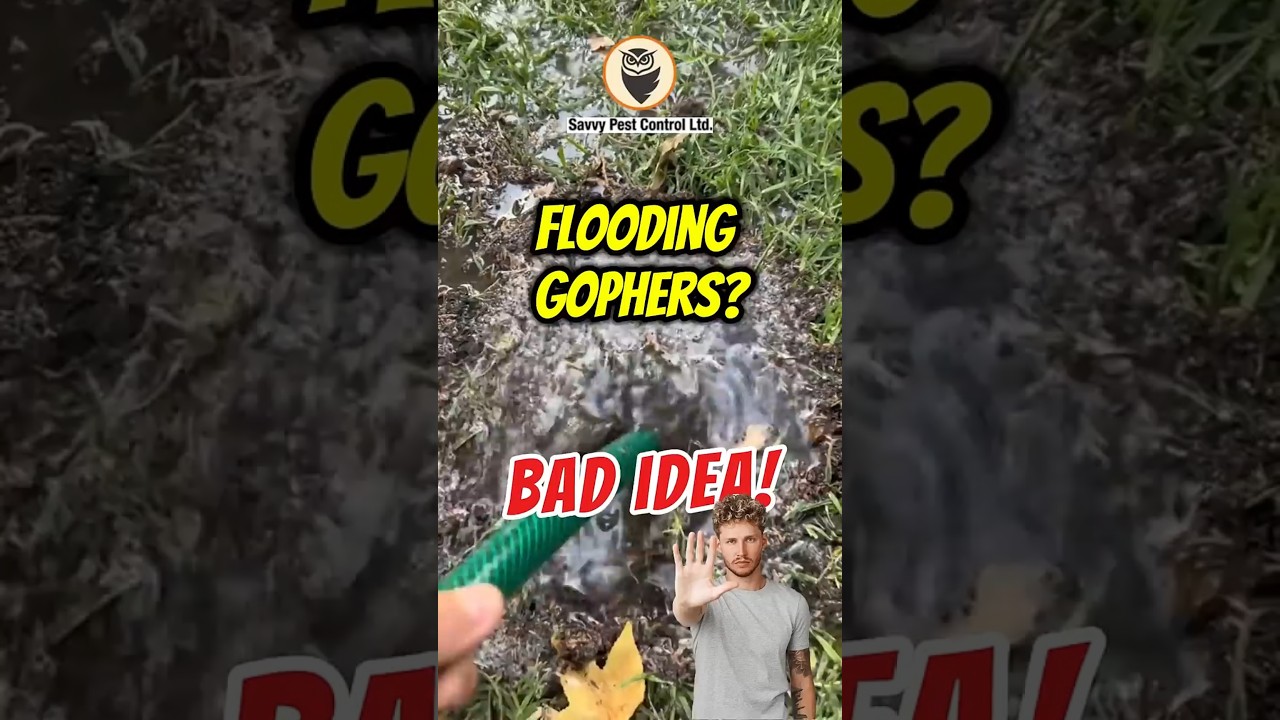 🚫 💦 Gopher 911: Tunnel Flooding | Getting Rid of Gophers | Edmonton Pest Control