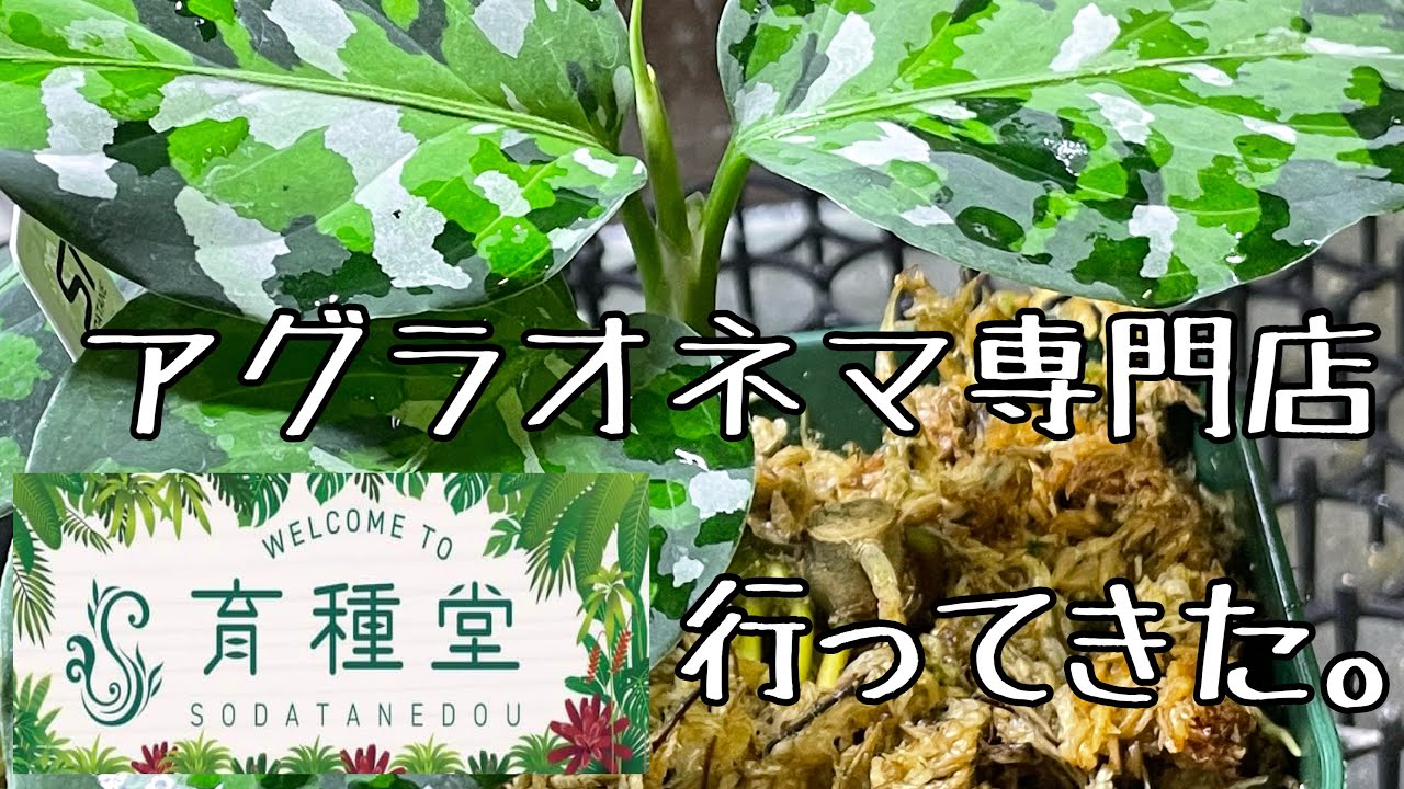 アグラオネマ専門店【育種堂】さんに行ってきた。