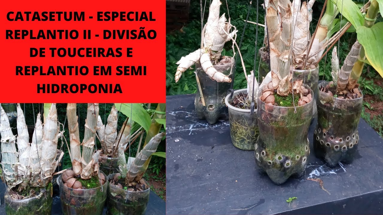 CATASETUM - Especial REPLANTIO II - Como fazer replantio de CATASETUM na semi hidroponia?