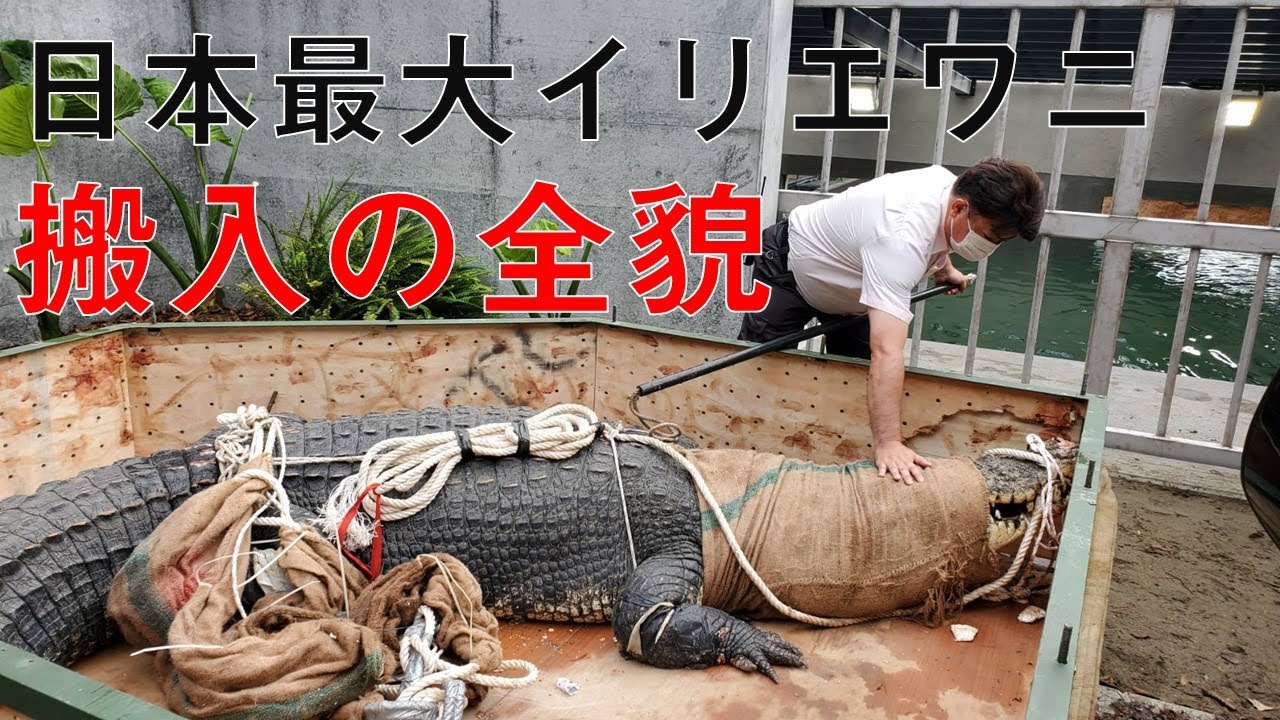 【iZoo公式】モンスター来日！国内最大5m超イリエワニを搬入の全貌を大公開