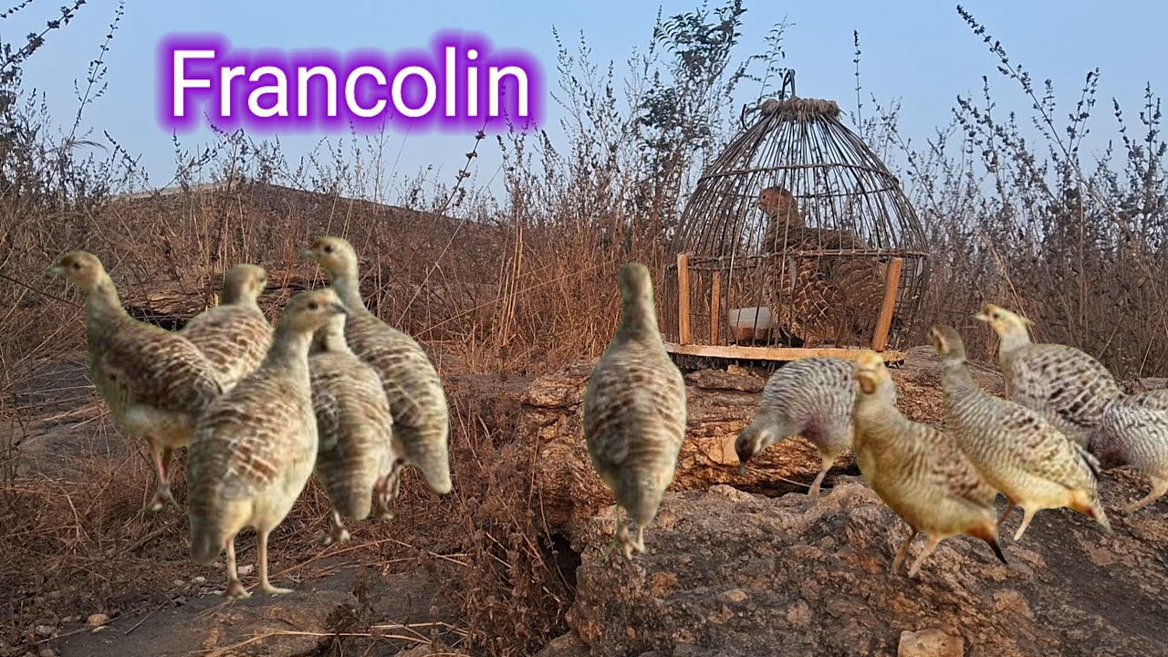 देसी फीमेल तीतर की आवाज। The sound of a native female francolin sound francolin video Teetar