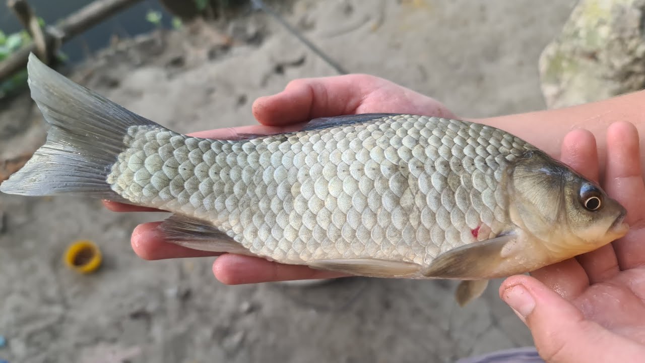 Pecanje krupne babuske i crvenperke  na reci Bosut