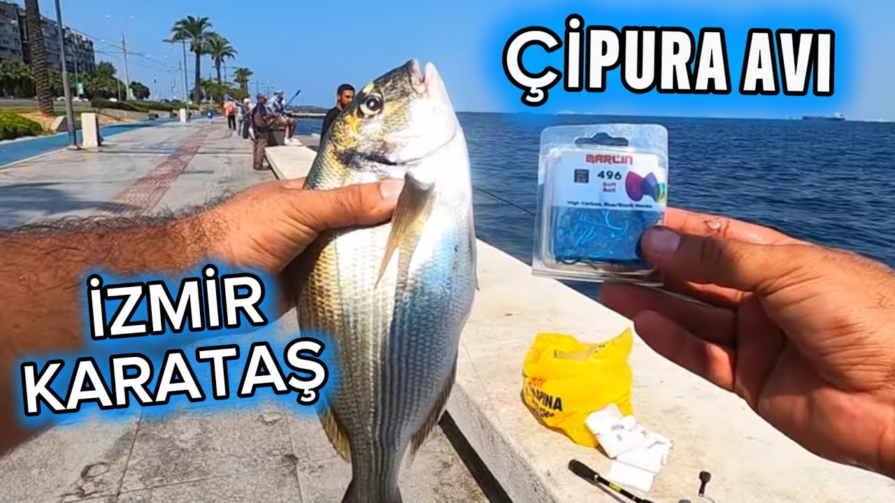 İzmir çipura avı. Çipura avı için olta takımı hazırladık ve test ettik.