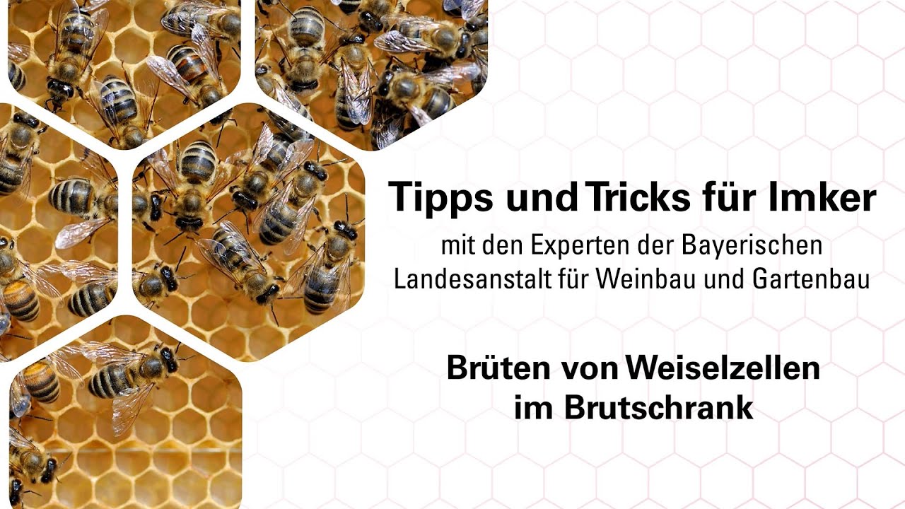 Imkerpraxis: Br&uuml;ten von Weiselzellen im Brutschrank