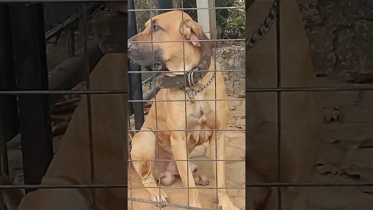 O REAL FILA BRASILEIRO