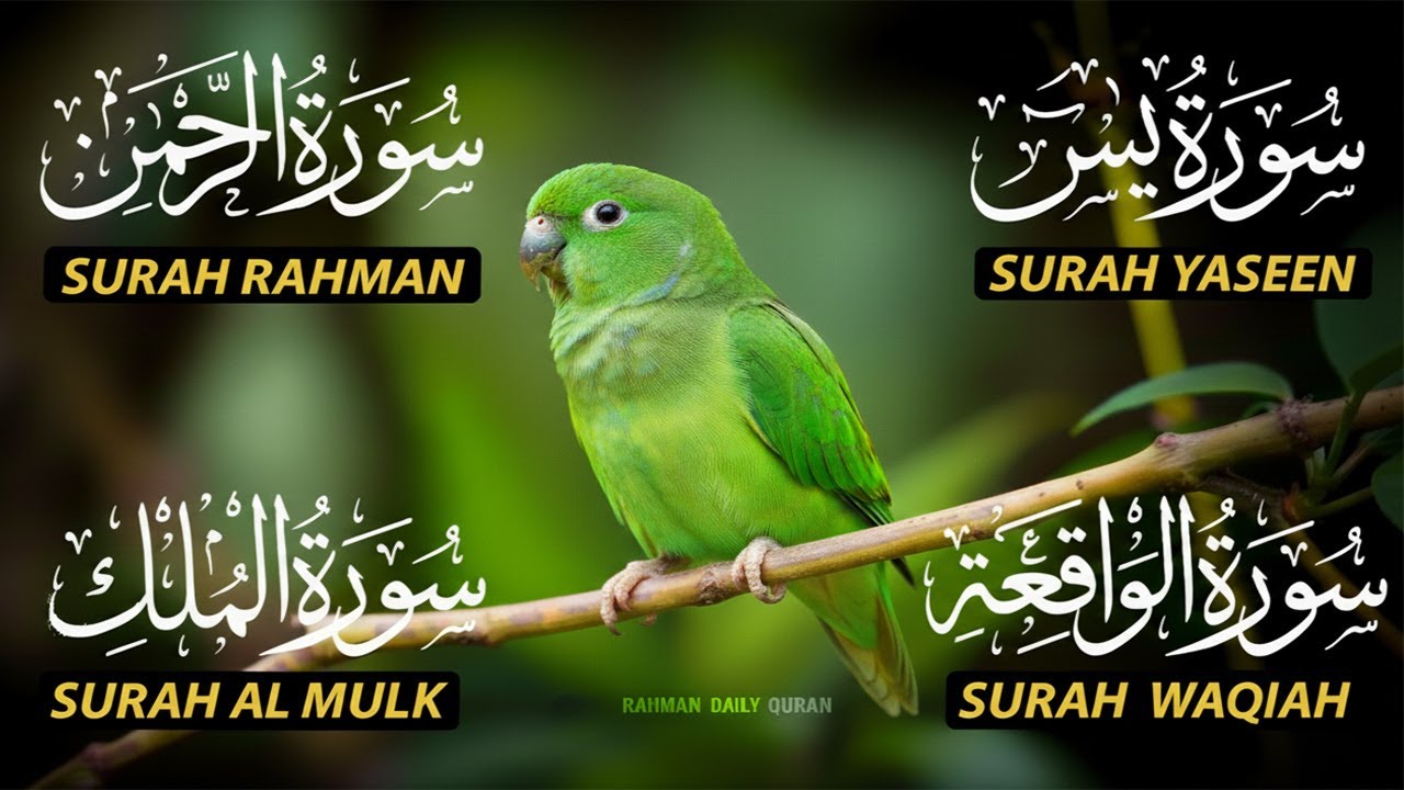 Beautiful Surah Yaseen (Yasin) | Surah Rahman | Surah Waqiah | Surah Mulk |