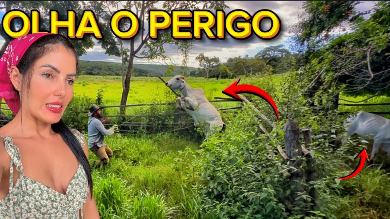 PRIMEIROS NELORES DO S&Iacute;TIO ISOLADO - PERIGOS E DESAFIOS! [Grande Susto] #nelore #vidanaro&ccedil;a #sitio 