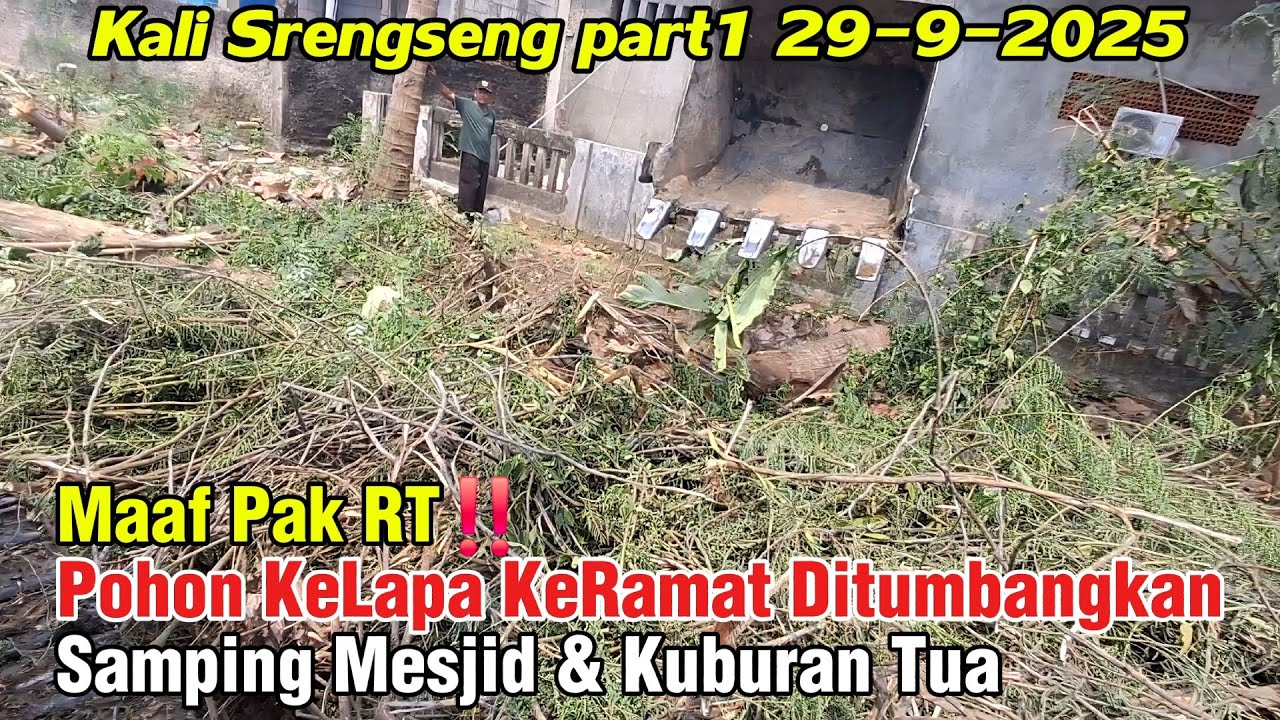 Maaf Pak RT‼️ Pohon KeLapa KeRamat Ditumbangkan Samping Mesjid & Kuburan Tua #dedimulyadi