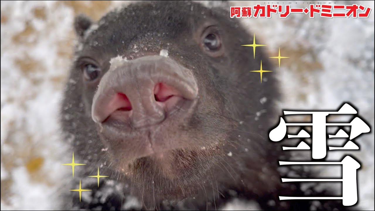 はじめて雪を見た子ぐま…人間のようなおもしろ行動をしました！