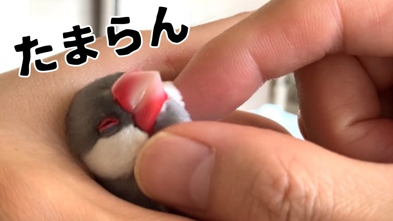 今日は定休日、思う存分文鳥に遊んでもらおう。(10月2日号)