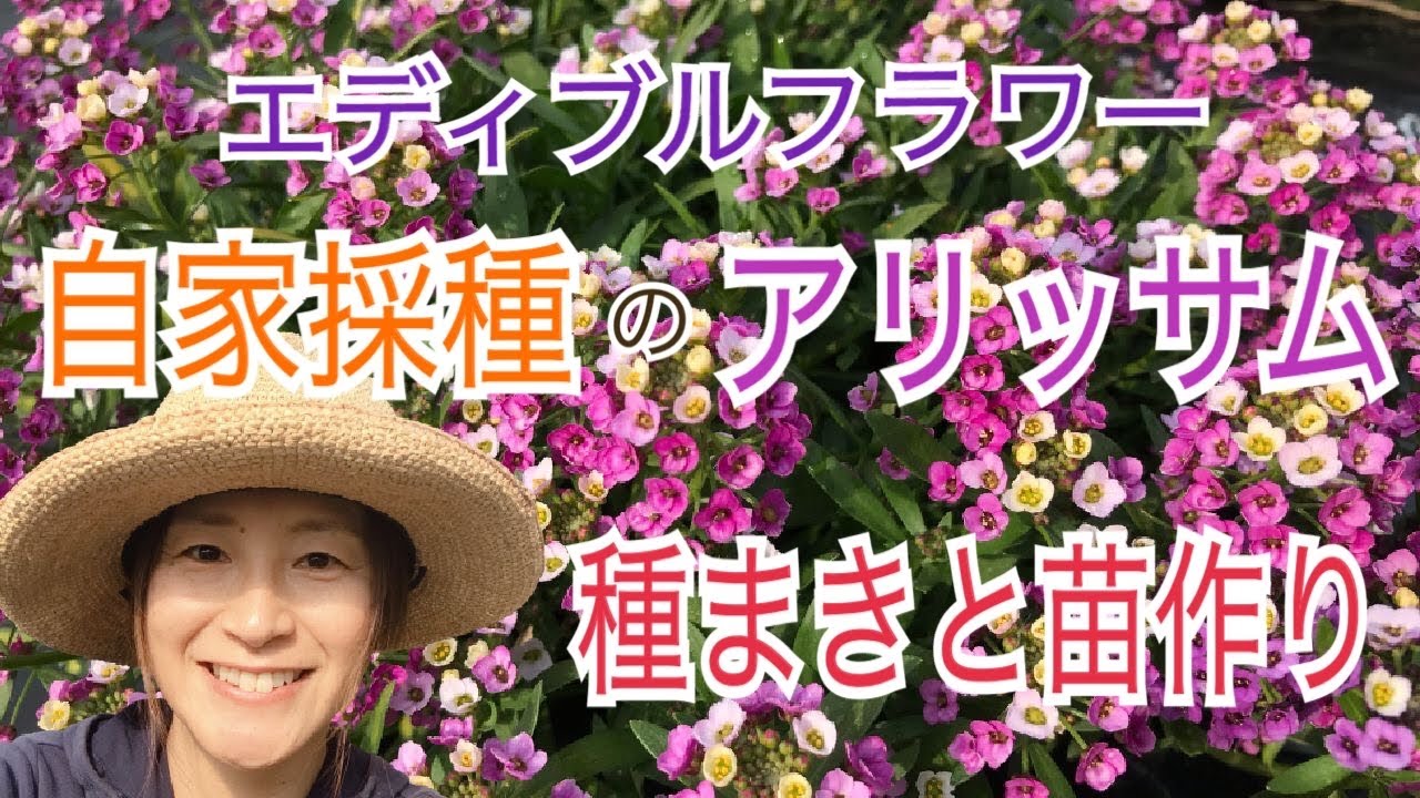 エディブルフラワー🌸自家採種したアリッサムの種まきと苗作り