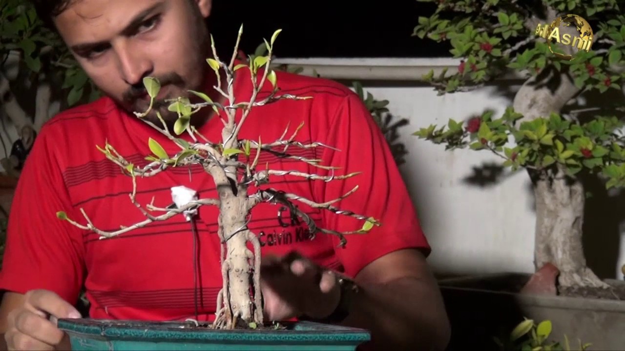 Ficus Bonsai Annual Pruning (Bonsai # 3)