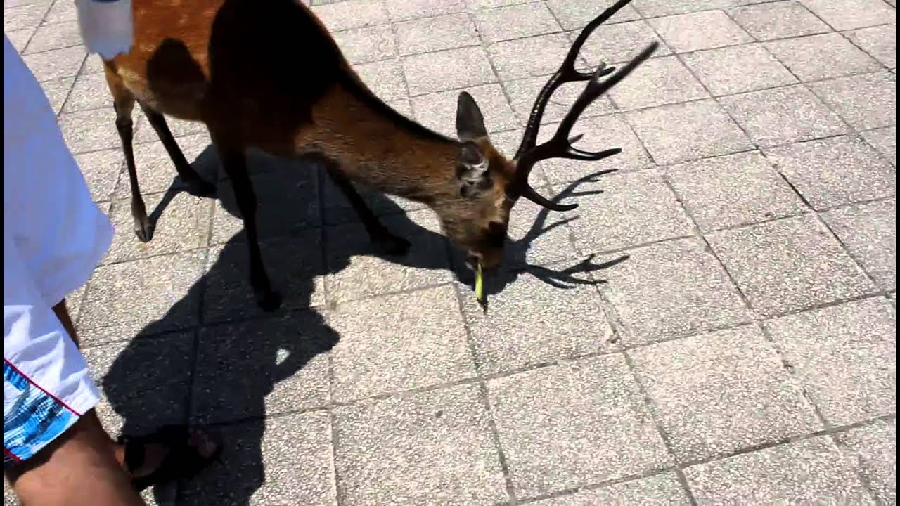 Deer on Miyajima Island - Japan Travel Video