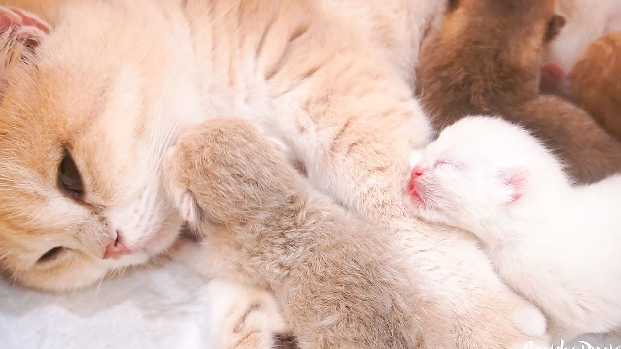 Mother cat gave birth to 5 adorable kittens || A few hours after giving birth.