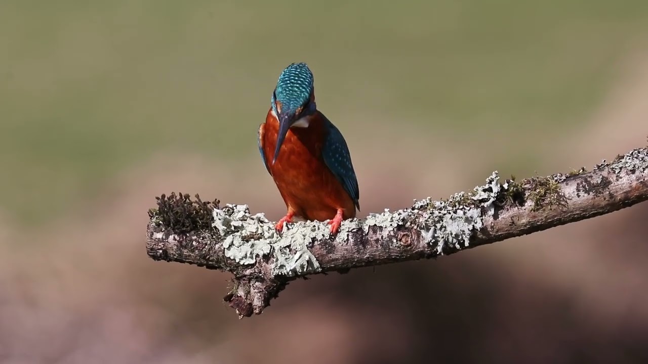 Excellent fishing  Bird 
