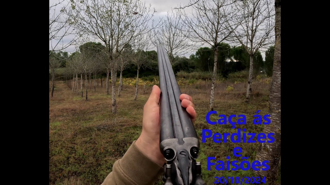Caça ás Perdizes e Faisões (20-10-2024) - Nem sempre conseguimos matar!!!