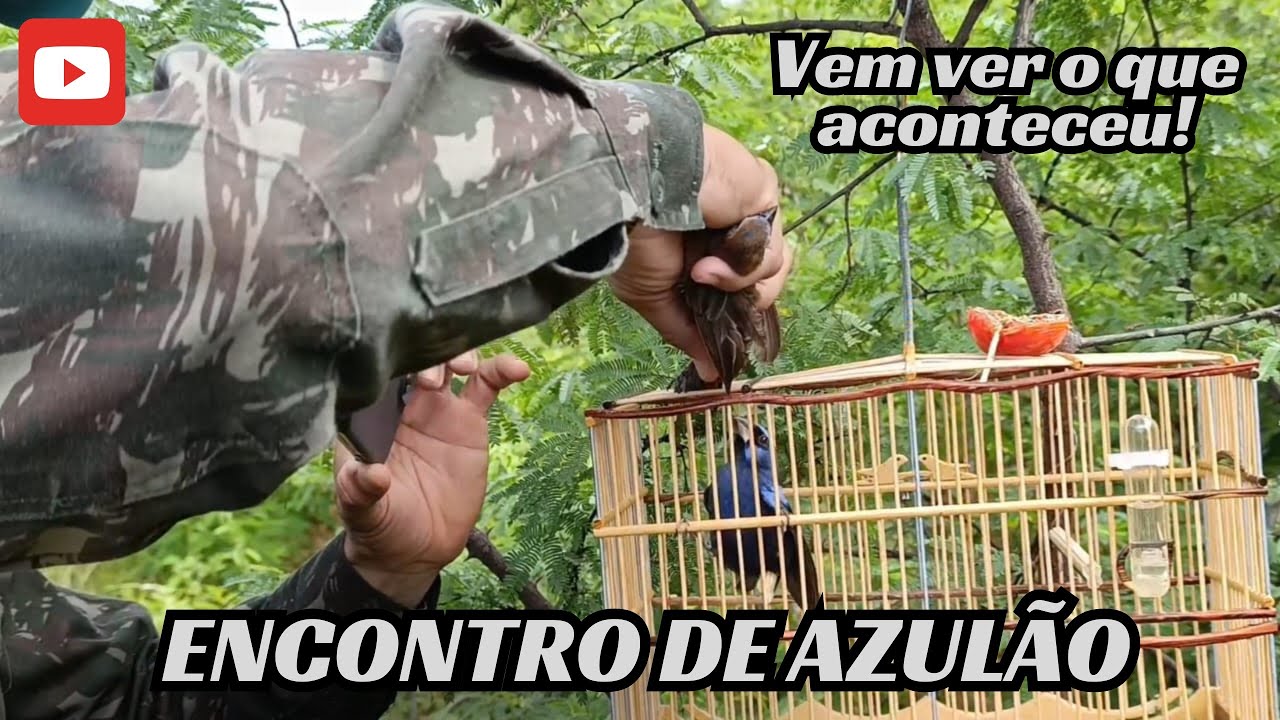 CAMPEADA DE AZULÃO EM TENENTE LAURENTINO CRUZ