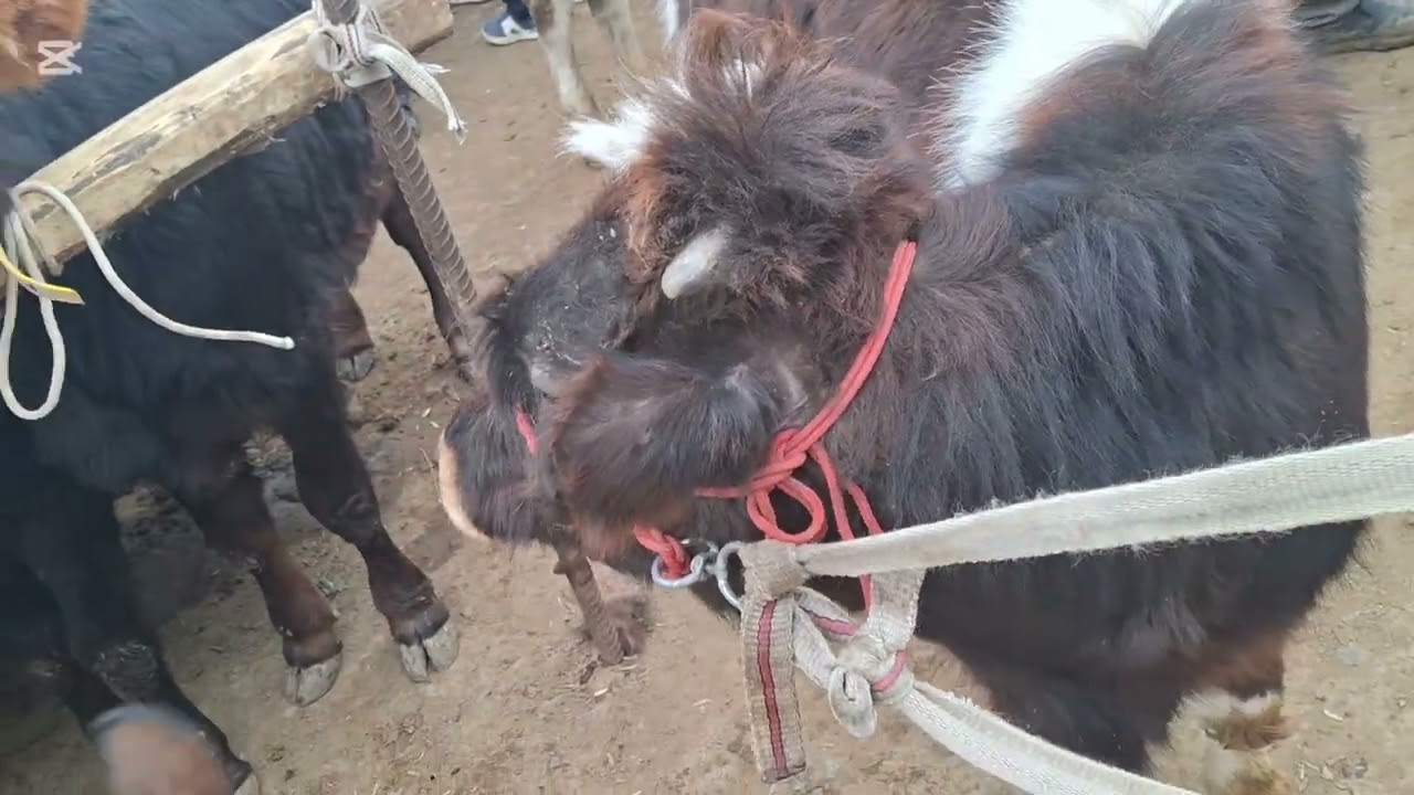 Shoxidon mol bozori 17 02 2026 yil