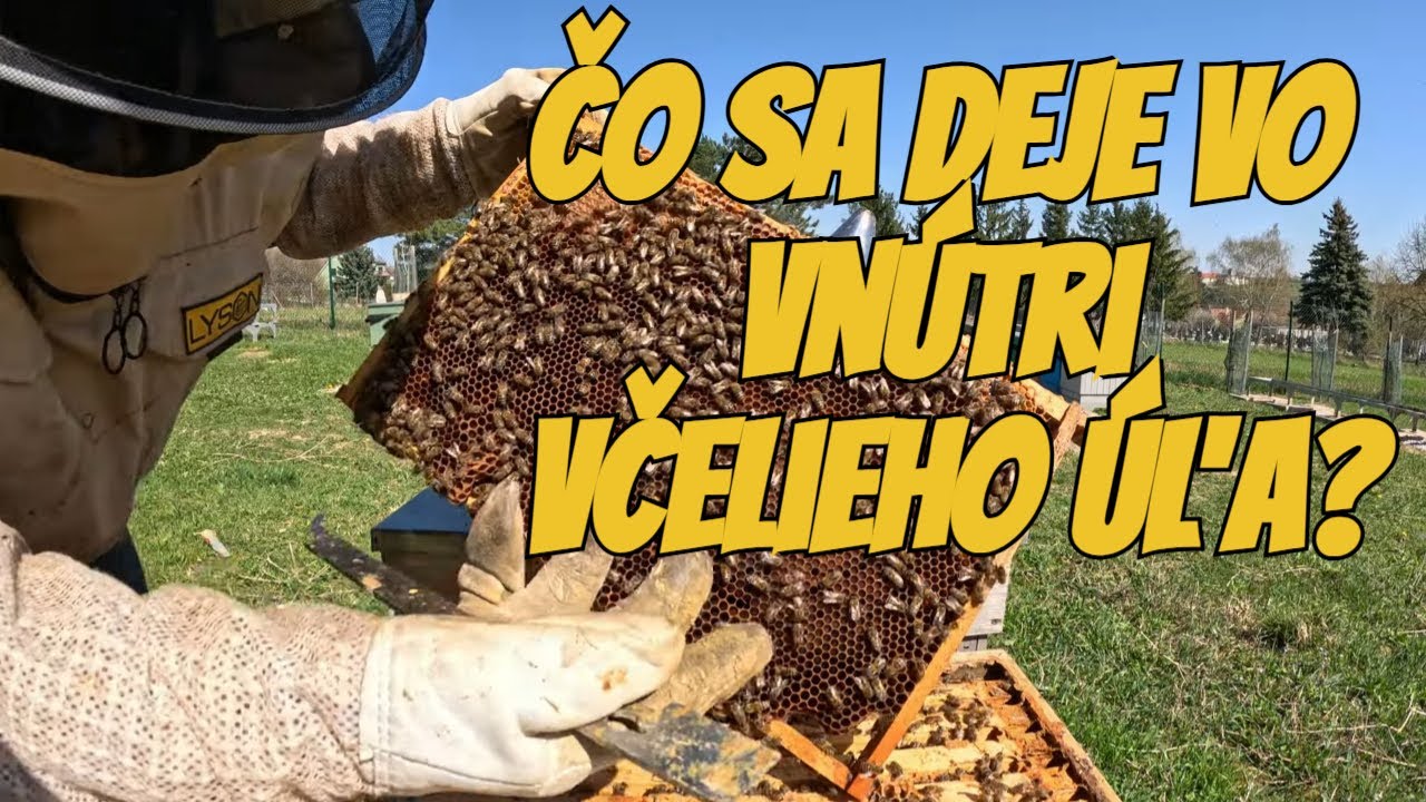 Загляните в улей: что происходит внутри?🍯🐝#природа #пчелы #пчеловодство #улей #мёд