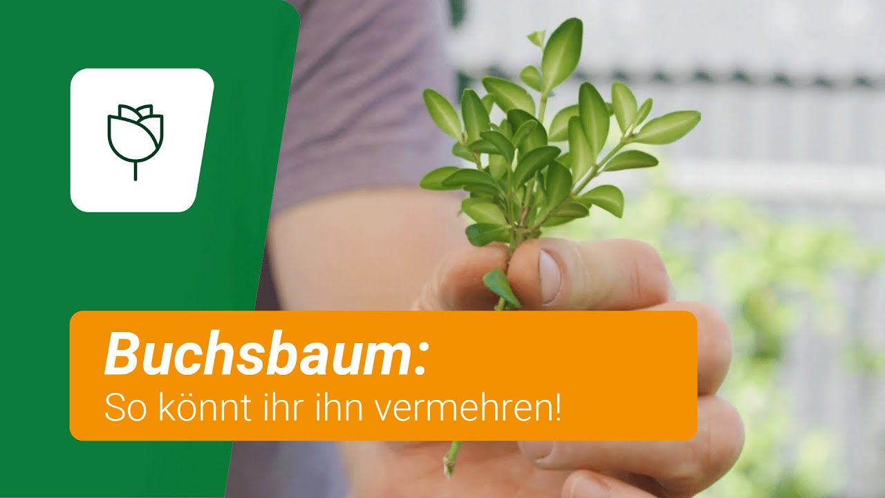 Buchsbaum vermehren: So gelingt es euch!
