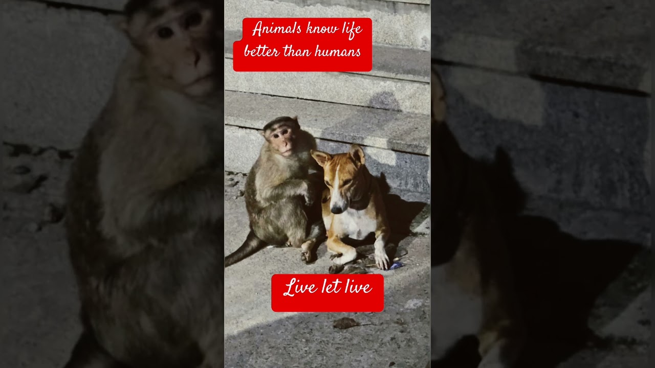 Friendship between a dog and a monkey in my village..