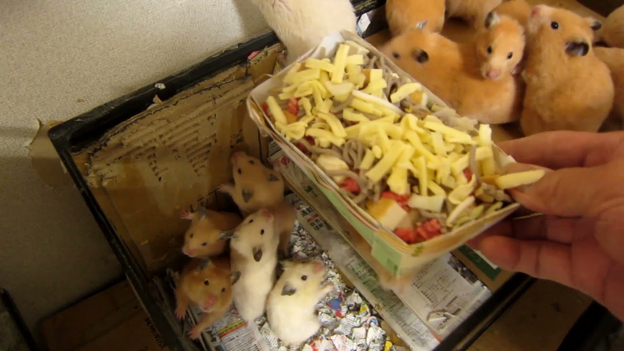 飯くれと小僧達
