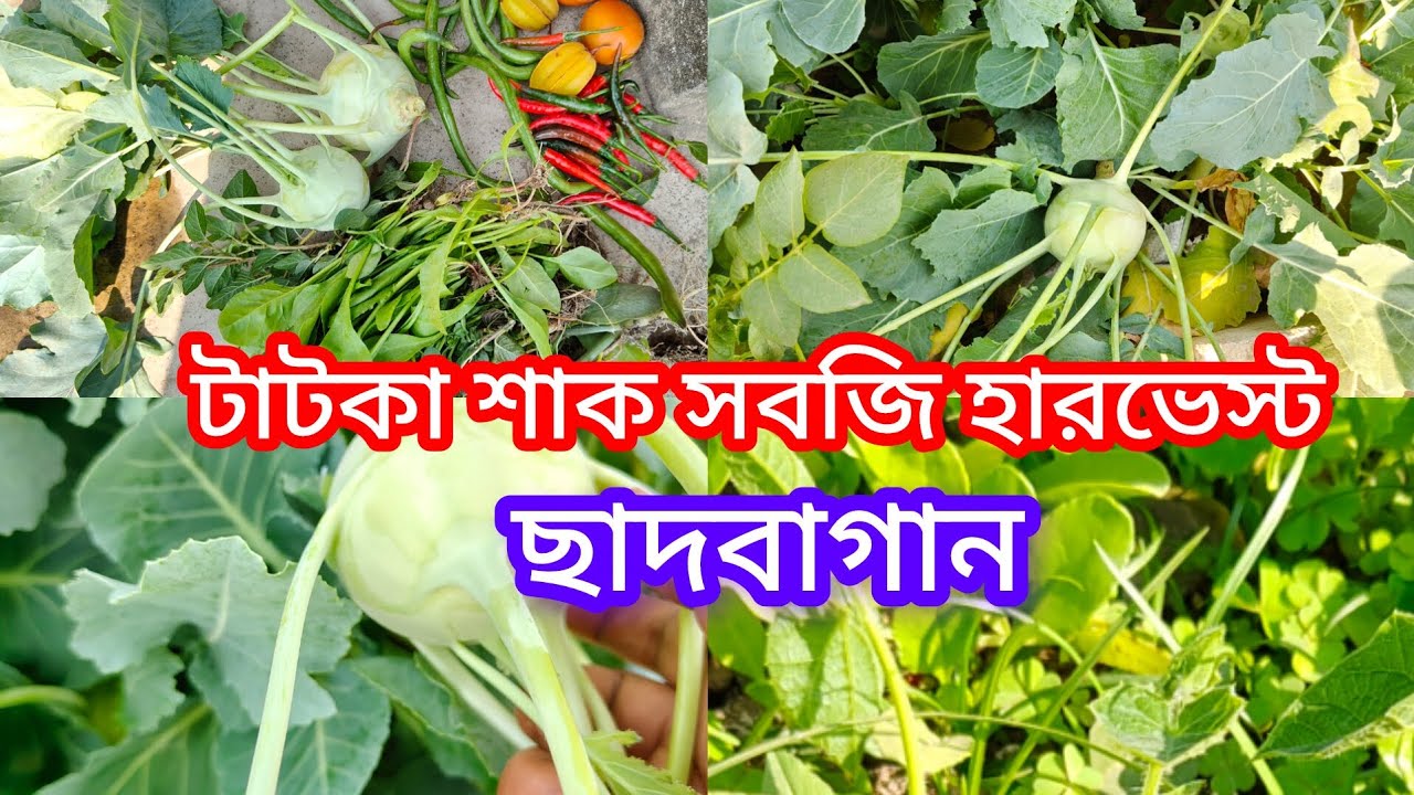 বাগান ঘুরে দেখাতে দেখাতে টাটকা শাক সবজি হারভেস্ট করে নিলাম।