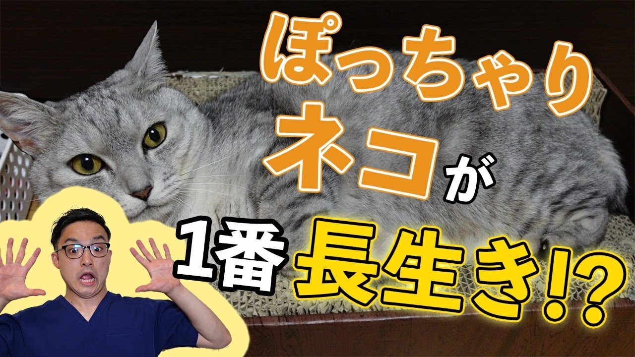 【本当！？】調てみたらぽっちゃりネコが一番長生きだった～猫の肥満について獣医さんが解説～