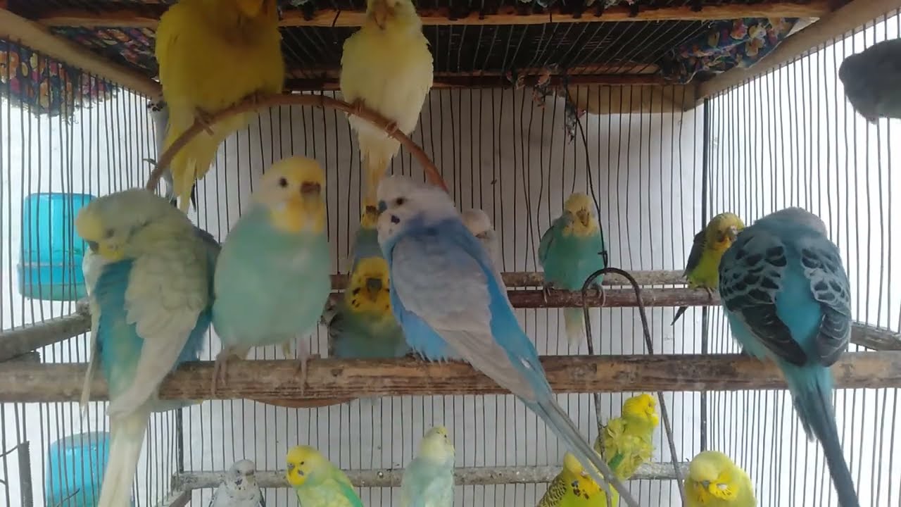 😱🐤まさかの結果！🛍️話題のインコ商品🎁正直レビュー📊アリ？ナシ？😆