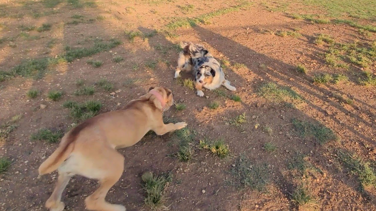 Australian shepherd challenges Cane Corsos at Dog Park