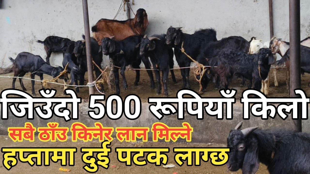वर्षै भरी लाग्ने बाख्रा बजार जहाँ जिउँदो बोका र खसी 500 रूपियाँ किलो पाइन्छ