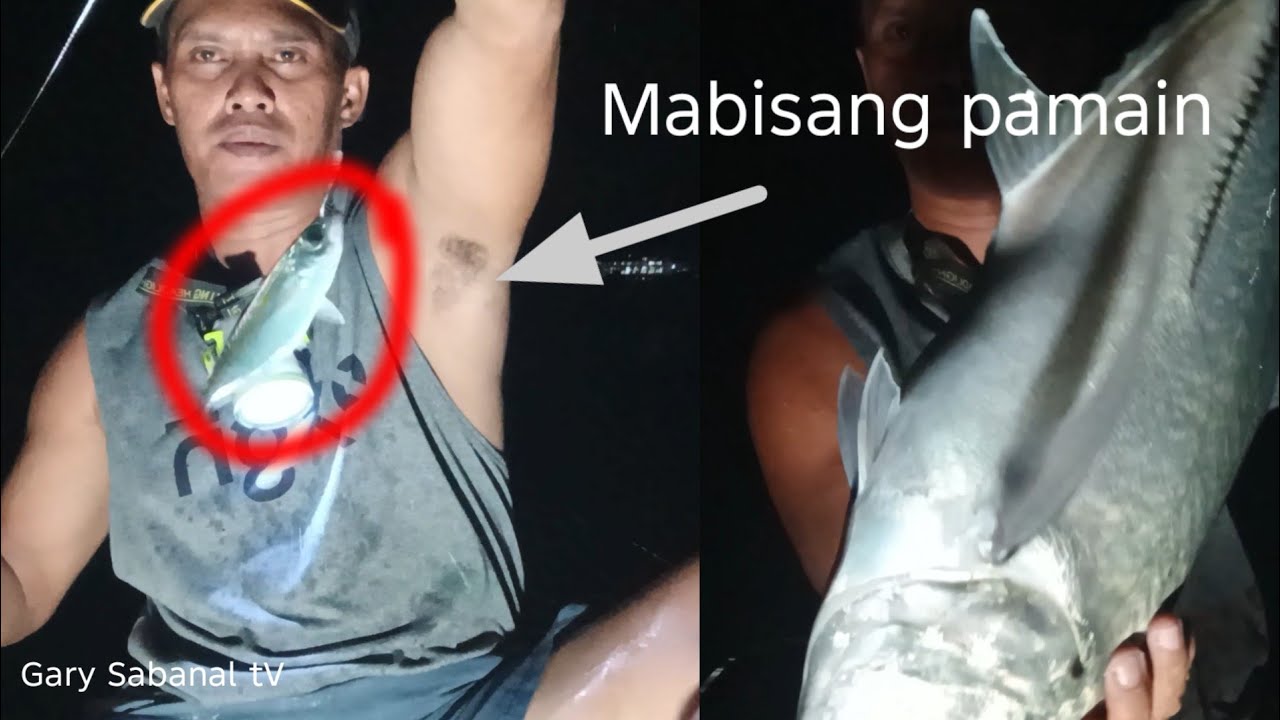 Mabisang pamain sa isdang balaolo o talakitok ang buhay na isdang matambaka. 