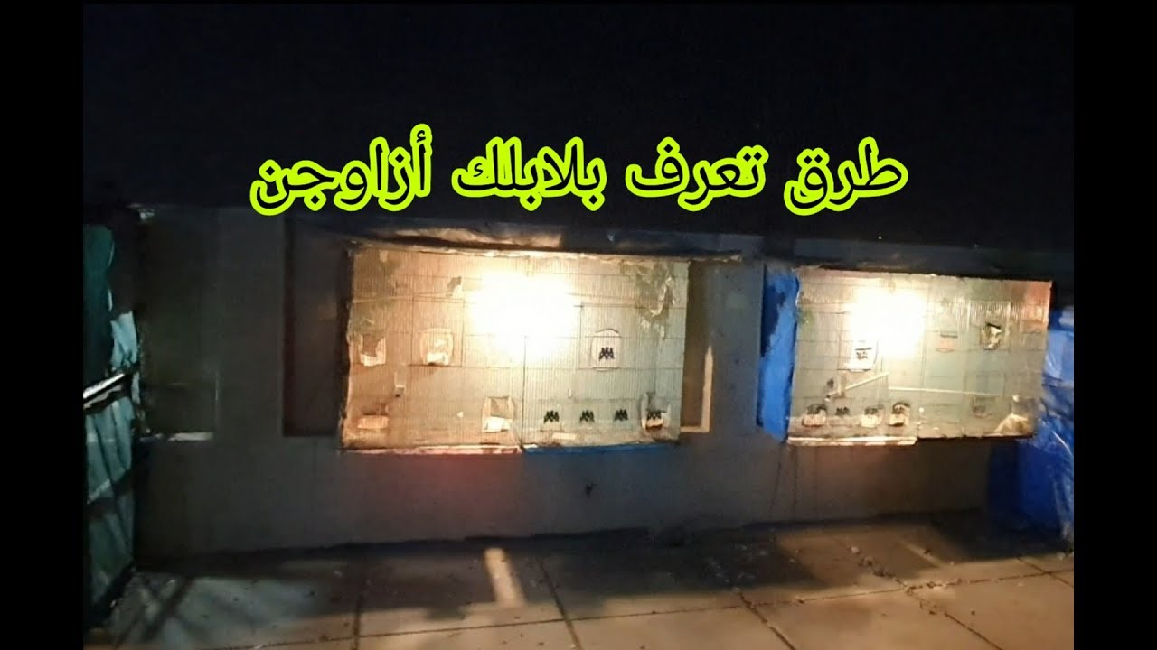 شلون تعرف بلابلك متوالفات أو مزاوجات