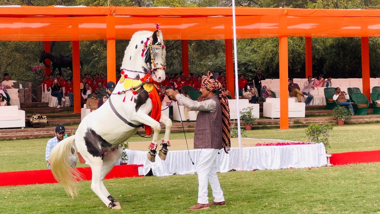 मारवाड़ हॉर्स शो का आगाज #Jodhpur #jodhpurpolo