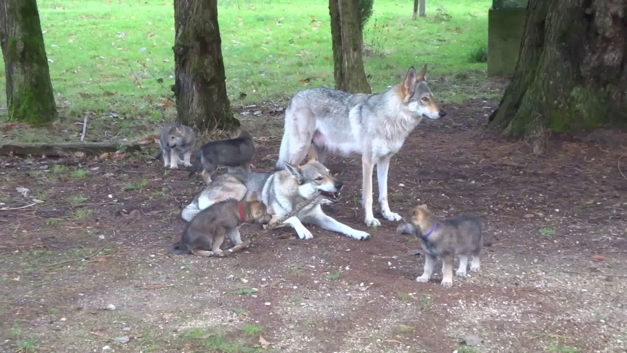 Chiots de 39 jours - Elevage de l'Oree du Loup