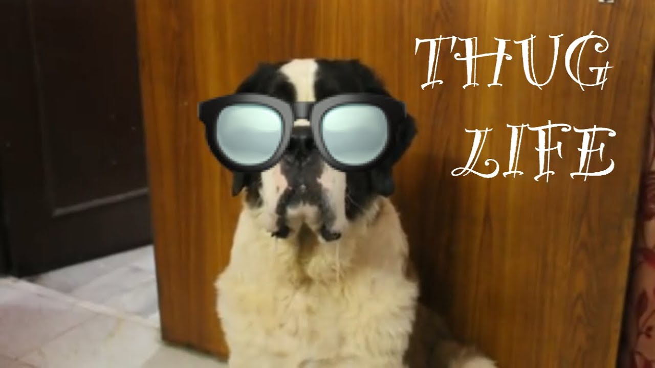 Dog Expectations VS Reality | Wildly Indian