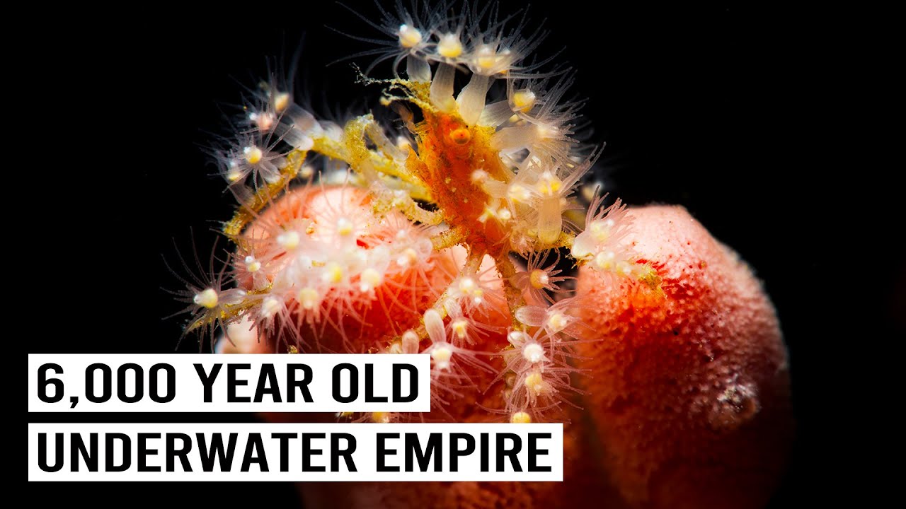 The Bizarre Sea Creatures of The Great Barrier Reef