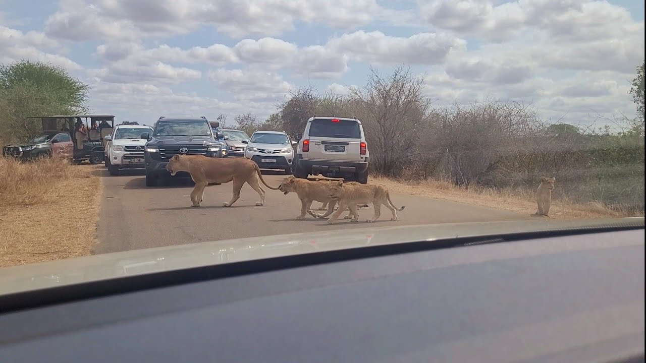 Kruger National Park Ep-01