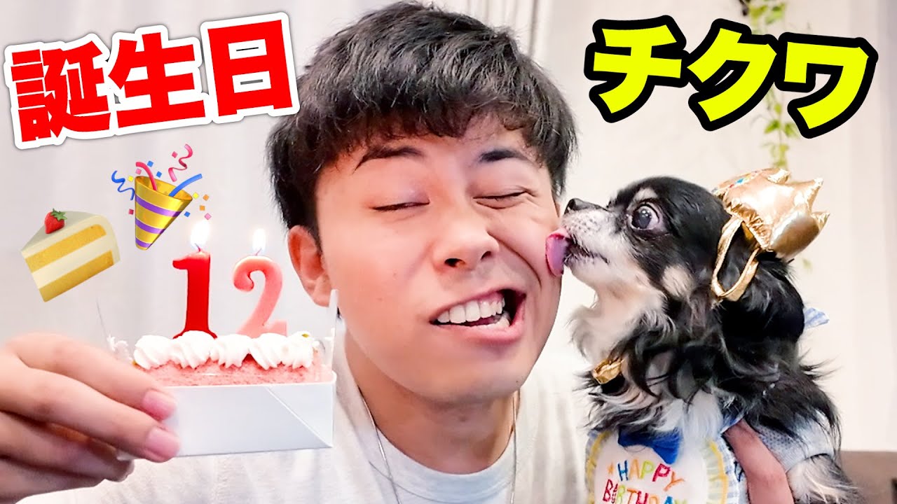 【誕生日】チワワのチクワくんが12歳になったから家族でお祝いした！！【おめでとう】