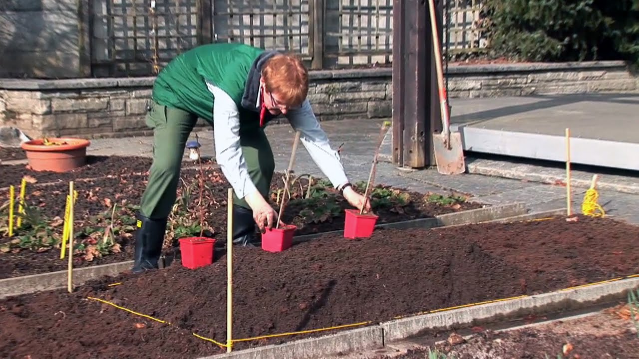 Pflanzanleitung: Himbeeren - Standort, Zeitpunkt, Pflanzung, Pflege, Pflanzgerüst, Aufbinden